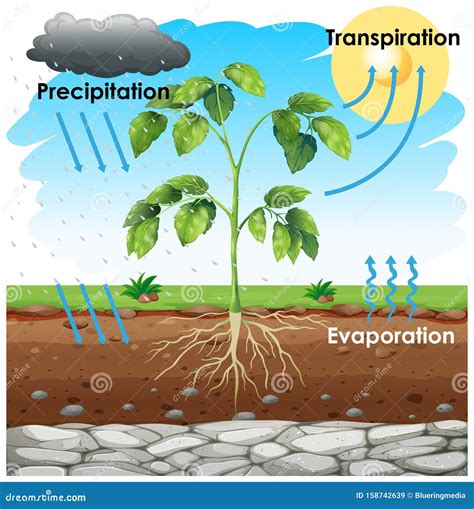 Diagram Showing Transpiration with Plant in Garden Stock Vector - Illustration of outdoor ...