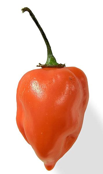 Habanero Pepper Chili Peppers Wiki Fandom