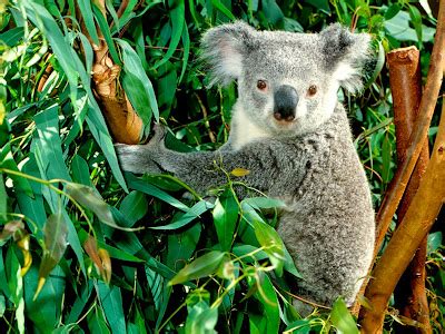 Me Gustan Las Sociales El Koala Amenazado Por El Cambio Clim Tico