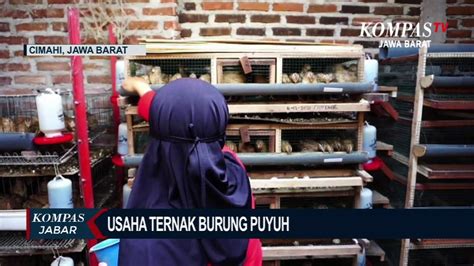 Kisah Sukses Ibu Rumah Tangga Ternak Burung Puyuh Video Dailymotion