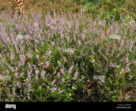 Dwarfshrub Hi Res Stock Photography And Images Alamy