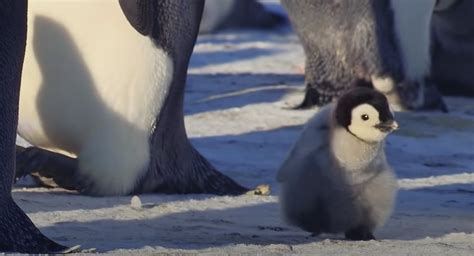 Baby Penguin Tries To Make His First Friends