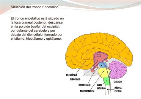 Estructura Del Tronco Encefalico