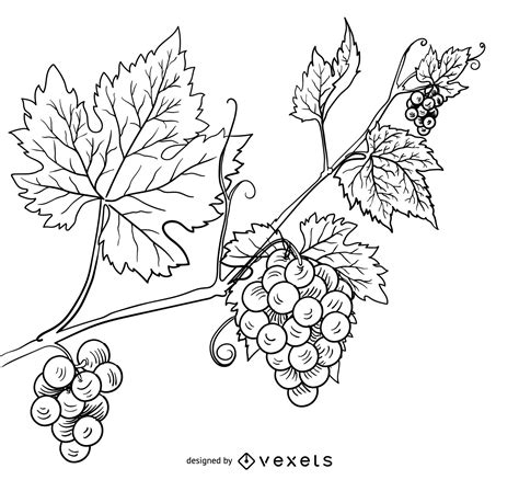 Grape Vine Drawing At Explore Collection Of Grape