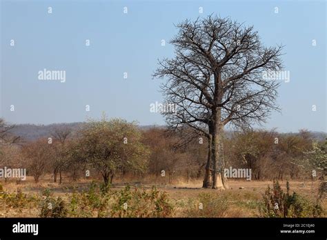 Forest and Landscapes in Malawi Stock Photo - Alamy