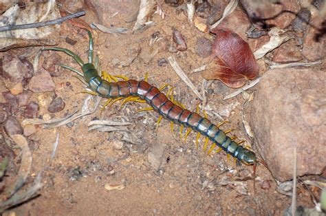 Red Headed Centipede From R522 South Africa On May 22 2017 By Ryan