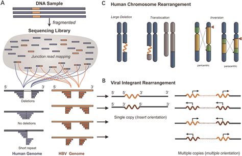 Hbv Integration Induces Complex Interactions Between Host And Viral