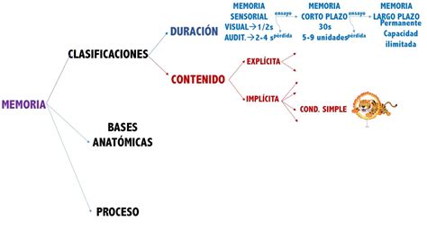 Memoria clasificación bases anatómicas y proceso YouTube