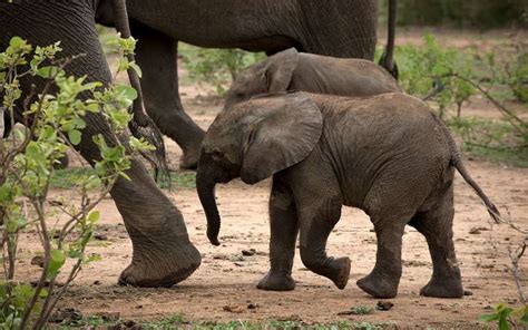 Tanda Tula Safari Camp, Timbavati Game Reserve, South Africa