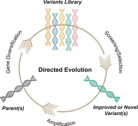 Combining Directed Evolution Techniques For Libraries CD Biosynsis