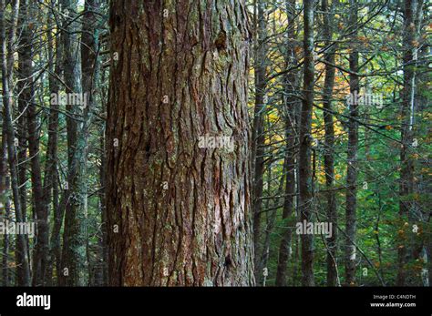 Old Growth Eastern Hemlock Tree With Younger Trees Kejimkujik National