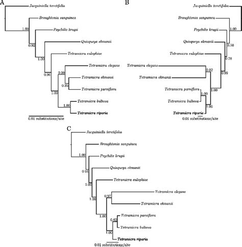 Majority Rule Consensus Trees Of Trees Resulting From Bayesian