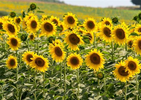 photo sunflowers bloom nature sunflower   jooinn