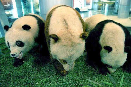 Wolong Giant Panda Museum, Wolong Giant Panda Museum Chengdu, Wolong ...