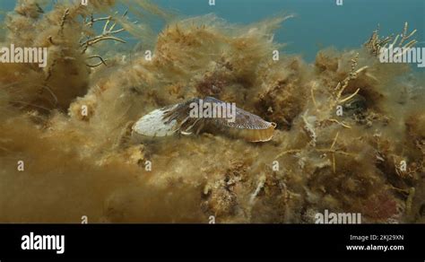 Australian Giant Cuttlefish Mating Aggregation Sepia Apama Underwater