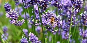 Cómo secar lavanda Rápido y fácil 5 pasos