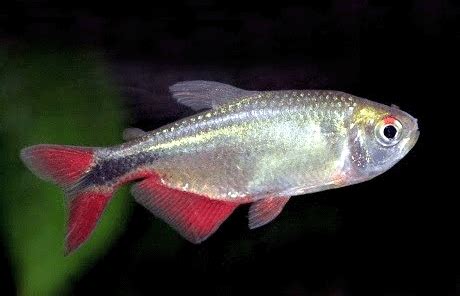 Buenos aires tetra | Ornamental Fish Exporter