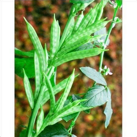 Guar Gum Plant at Best Price in Jodhpur, Rajasthan | Shree Gajanan ...