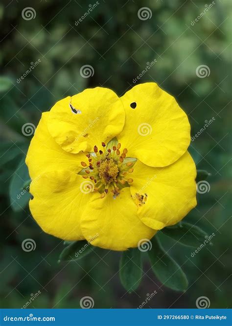 Shrubby Cinquefoil (Potentilla Fruticosa) Stock Photo - Image of