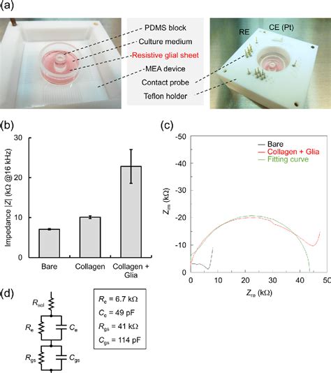 Figure 3 From An Electrically Resistive Sheet Of Glial Cells For Amplifying Signals Of Neuronal