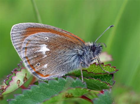 lepinet fr Coenonympha glycerion L Iphis le Fadet de la Mélique