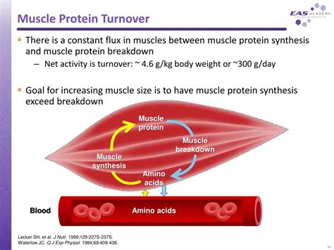 Protein Turnover Myteopia