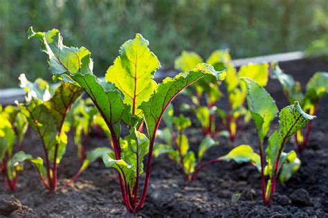 The Beet Companion Plants You Want (and the Three you Don't)