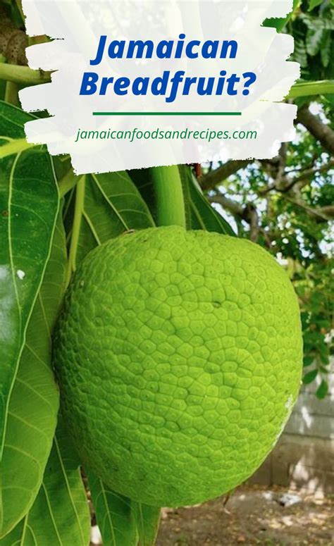 What Is Breadfruit Breadfruit Jamaican Recipes Jamaicans