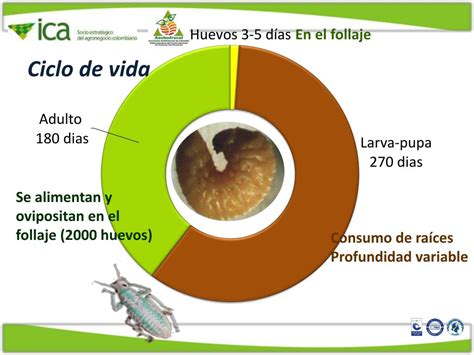 PPT PICUDO DE LOS CITRICOS Compsus Sp EN COLOMBIA PowerPoint