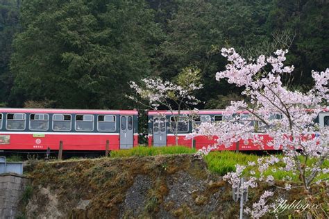 嘉義景點｜阿里山森林遊樂區，2023阿里山櫻花季起跑！阿里山一日遊，搭乘森林小火車，交通路線一次看 飛天璇的口袋