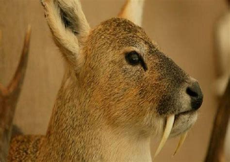 The Tusks Of A Chinese Water Deer Suggests That They Are A Very