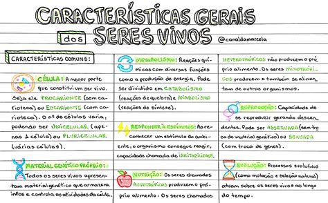 CaracterÍsticas dos seres vivos – Artofit