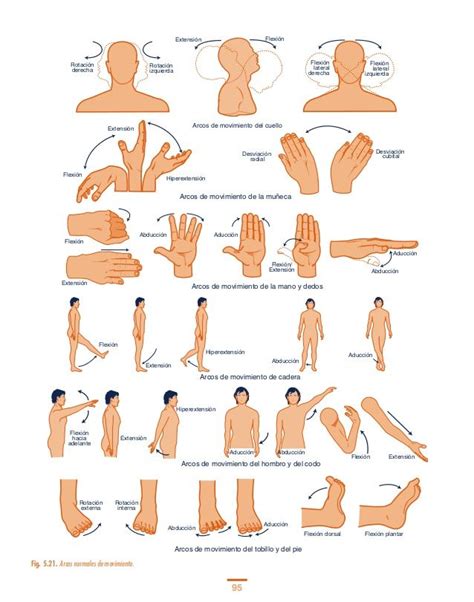 sistema músculo esquelético flexión extensión abducción aducción