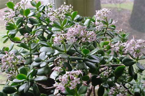 Jade Plants Bloom Yes They Do Rainydaymagazine