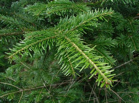 Obična jela Abies alba Plantea