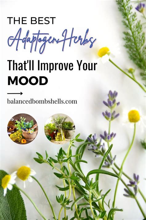 The Best Adaptogen Herbs That Ll Improve Your Mood Adaptogens