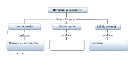 Mapa Conceptual Del Sistema Endocrino Guia Paso A Paso Images