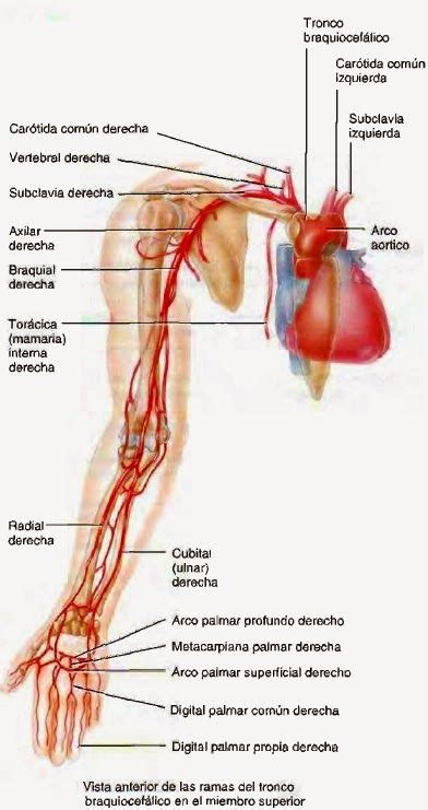 Anatomie Fußreflexzonen Medizin