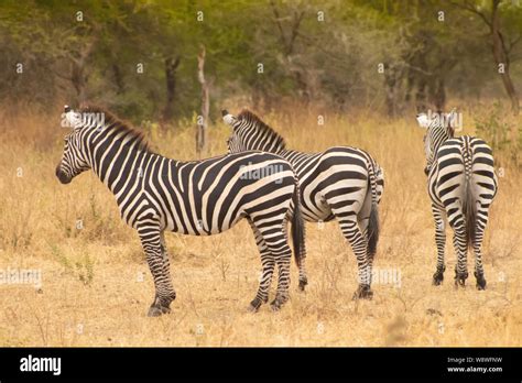 Wildlife in the Serengeti Stock Photo - Alamy