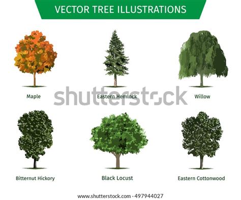 Different Tree Sorts Names Illustrations Tree