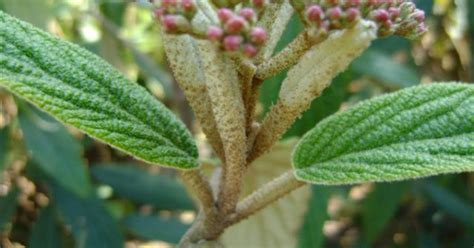 Viburnum Rhytidophyllum Sneeuwbal Bloemenpark Appeltern