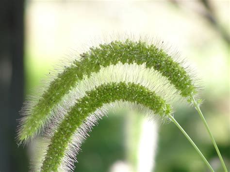 Free Images Nature Lawn Meadow Leaf Flower Green Botany Flora