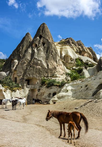 860 Cappadocia Horse Stock Photos Pictures And Royalty Free Images Istock