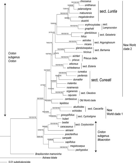 Fig Bayesian Consensus Tree Of Combined Trnl F And Its Data The