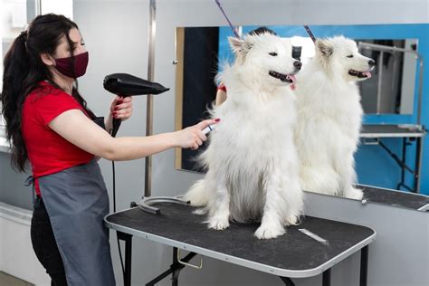 How To Groom A Samoyed - 4 Easy-To-Follow Steps - Happy Samoyed