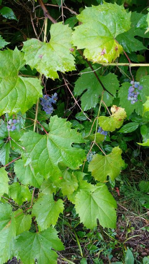 Wild Grapes Growing Grapes In Florida Tend To Grow In Clusters Of Two