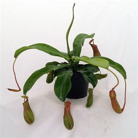 Купить Непентес Алата мини в интернет-магазине комнатных растений