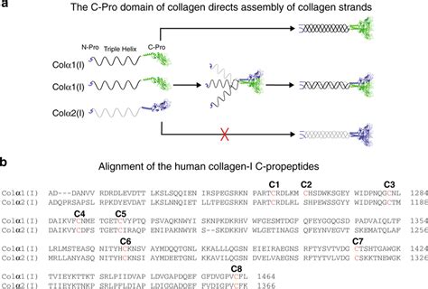 C Pro Domain Mediated Assembly Of Collagen Type I A Schematic