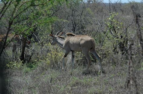 Zuid-Afrika – Mpumalanga – Krugerpark National Park 04 | Livingstone's Travel Site