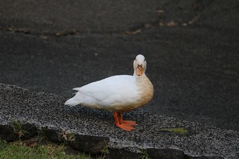 Bebek Burung Kedudukan Foto Gratis Di Pixabay Pixabay